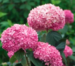 Schneeball-Hortensie 'Pink Annabelle®'