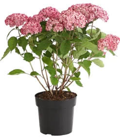 Schneeball-Hortensie 'Ruby Annabelle®'