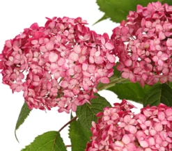 Schneeball-Hortensie 'Ruby Annabelle®'