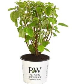 Schneeball-Hortensie 'Strong Annabelle®'