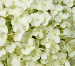 Schneeball-Hortensie 'Strong Annabelle®'