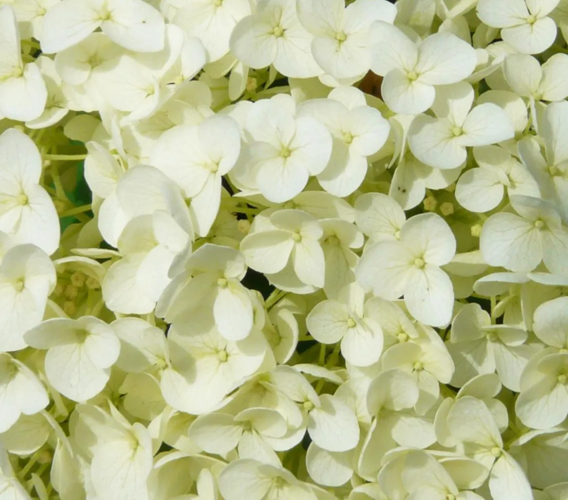 Schneeball-Hortensie 'Strong Annabelle®'
