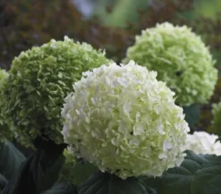 Schneeball-Hortensie 'Strong Annabelle®'