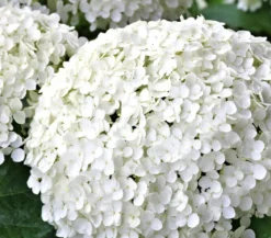 Schneeball-Hortensie 'Strong Annabelle®'
