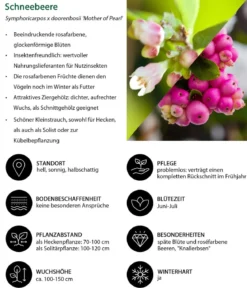 Schneebeere 'Mother of Pearl'