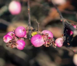 Schneebeere 'Mother of Pearl'