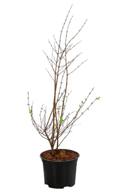 Schneebeere 'Mother of Pearl'