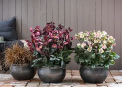 Schneerose 'Ice N' Roses® Dark Picotee' - Helleborus Gold Collection®