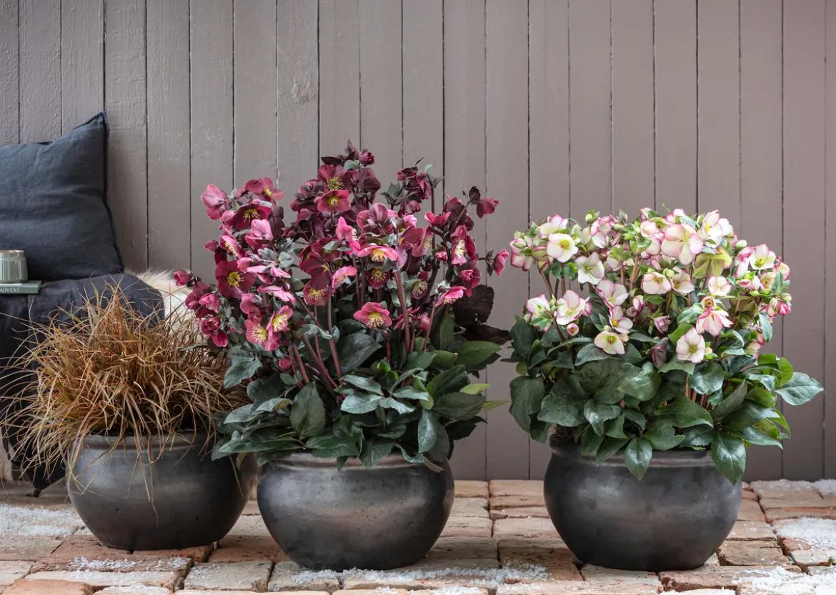 Schneerose 'Ice N' Roses® Dark Picotee' - Helleborus Gold Collection®