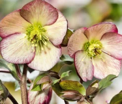 Schneerose 'Ice N' Roses® Dark Picotee' - Helleborus Gold Collection®