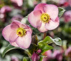 Schneerose 'Ice 'n' Roses® Early Rose' - Helleborus Gold Collection®