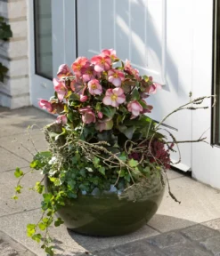 Schneerose 'Ice 'n' Roses® Early Rose' - Helleborus Gold Collection®