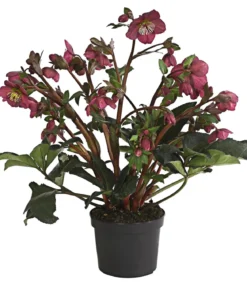 Schneerose 'Ice N' Roses® Red' - Helleborus Gold Collection®