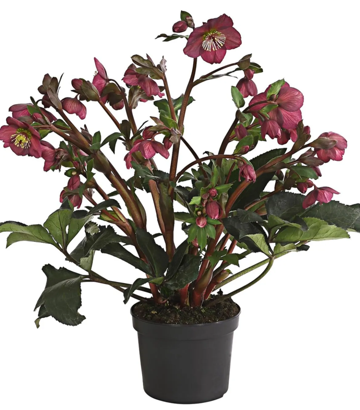 Schneerose 'Ice N' Roses® Red' - Helleborus Gold Collection®