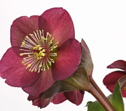 Schneerose 'Ice N' Roses® Red' - Helleborus Gold Collection®