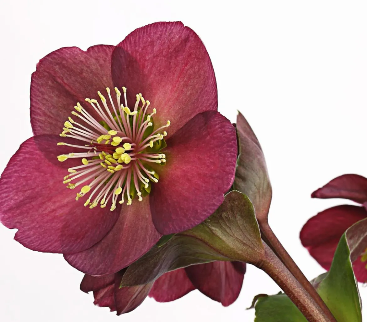 Schneerose 'Ice N' Roses® Red' - Helleborus Gold Collection®