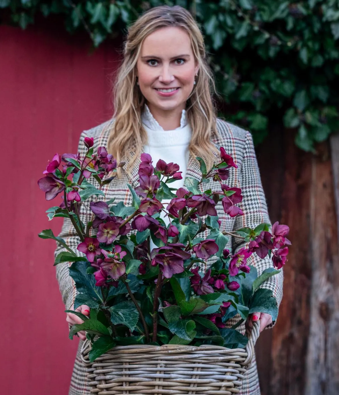 Schneerose 'Ice N' Roses® Red' - Helleborus Gold Collection®