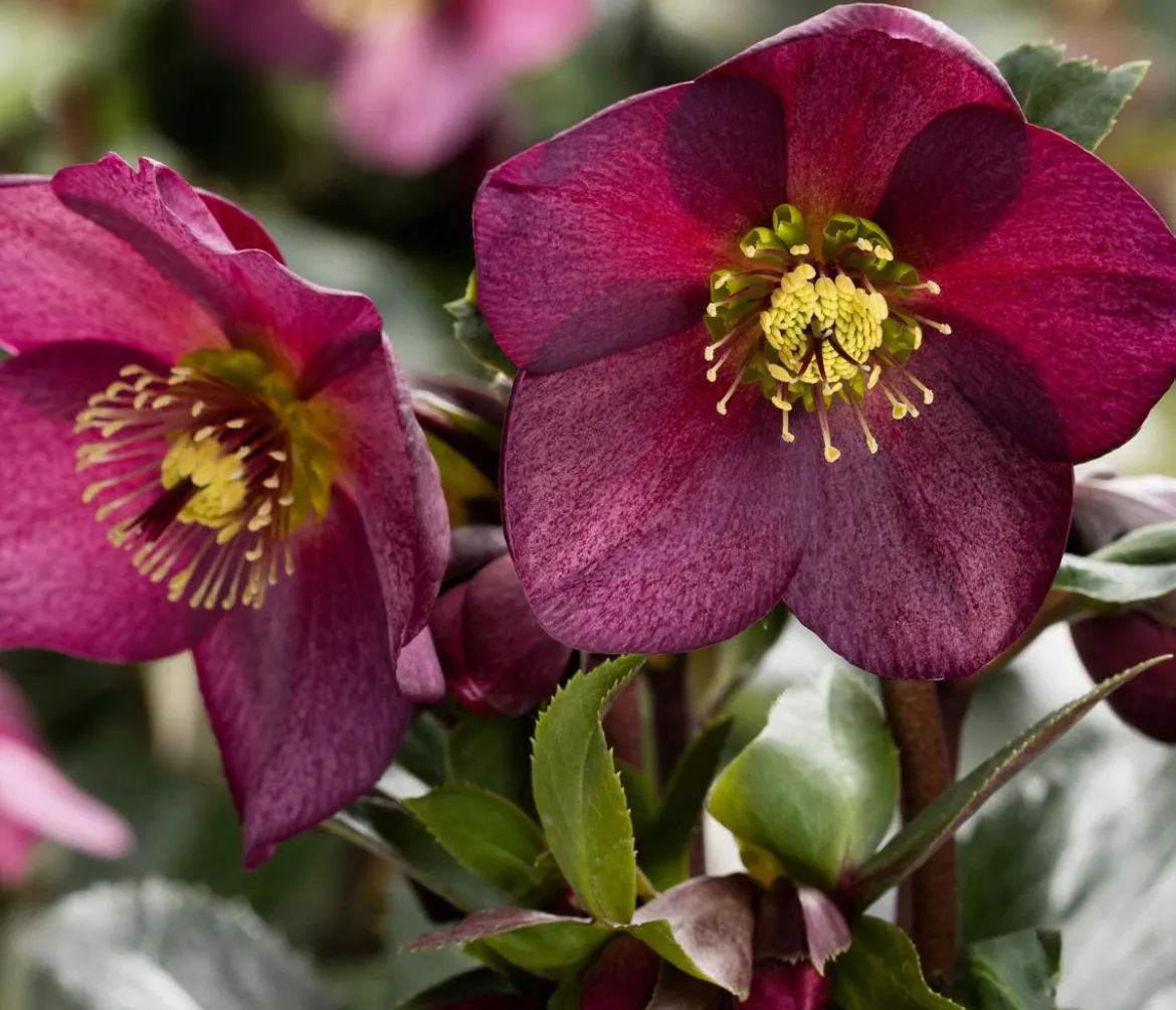 Schneerose 'Ice N' Roses® Red' - Helleborus Gold Collection®