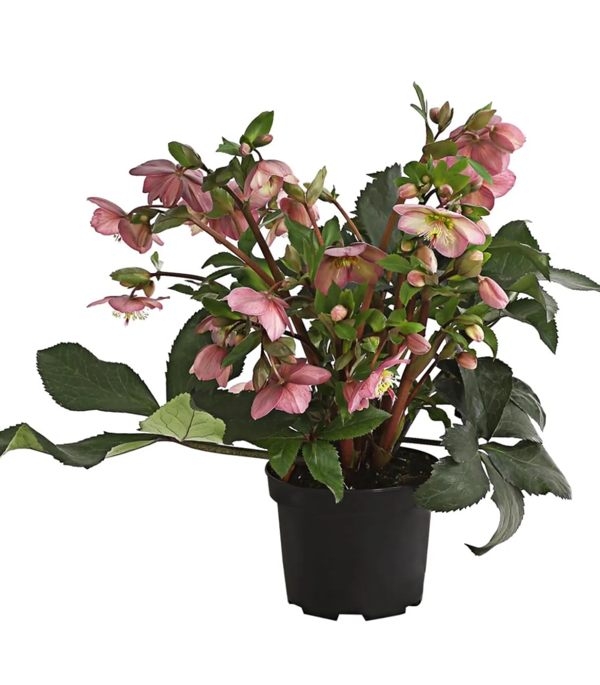 Schneerose 'Ice N' Roses® Rose' - Helleborus Gold Collection®
