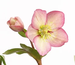 Schneerose 'Ice N' Roses® Rose' - Helleborus Gold Collection®