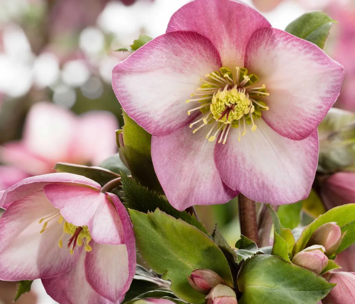 Schneerose 'Ice N' Roses® Rose' - Helleborus Gold Collection®