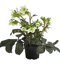 Schneerose 'Ice 'n' Roses® White' - Helleborus Gold Collection®