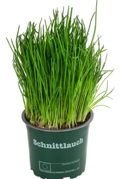 Schnittlauch