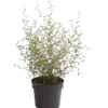 Schnurbaum 'Little Baby'