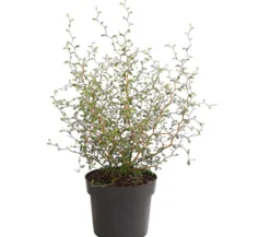 Schnurbaum 'Little Baby'