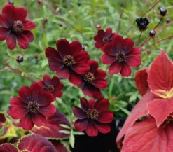 Schokoladenblume