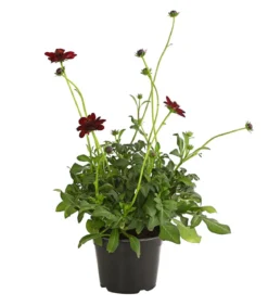 Schokoladenblume