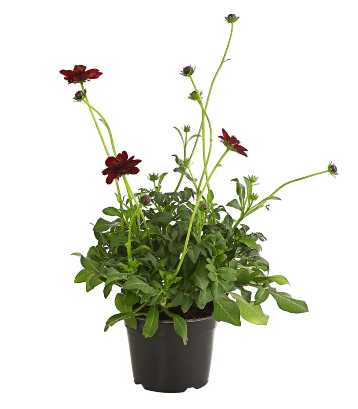 Schokoladenblume