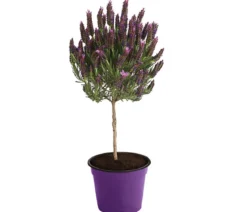 Schopf-Lavendel, Stämmchen