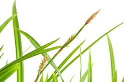 Schopf-Segge 'Irish Green'