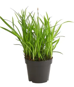 Schopf-Segge 'Irish Green'