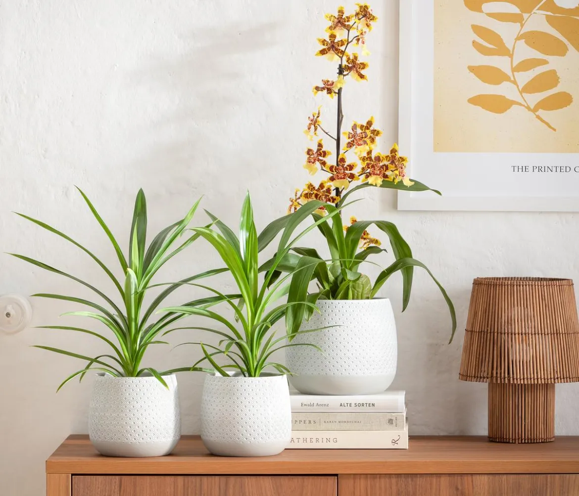 Schraubenbaum - Pandanus veitchii
