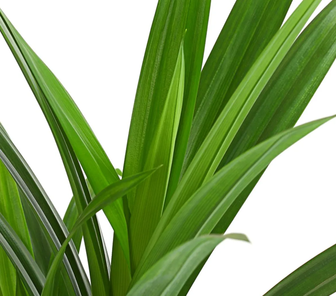 Schraubenbaum - Pandanus veitchii