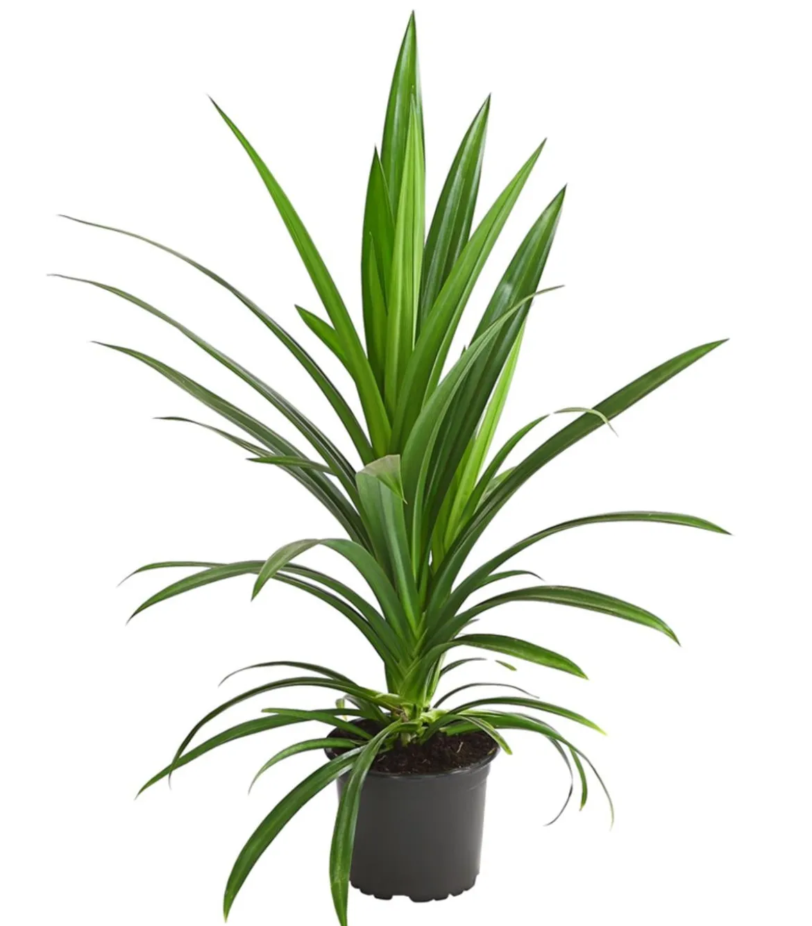 Schraubenbaum - Pandanus veitchii