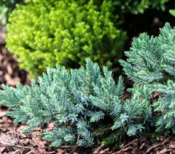 Schuppen-Wacholder 'Blue Star'