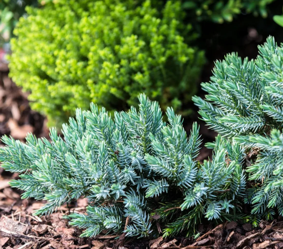 Schuppen-Wacholder 'Blue Star'