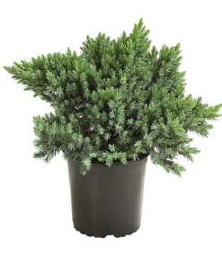 Schuppen-Wacholder 'Blue Star'