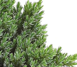 Schuppen-Wacholder 'Blue Star'