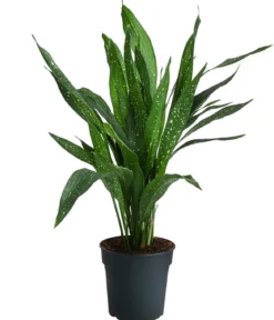 Schusterpalme - Aspidistra elatior 'Milky Way'