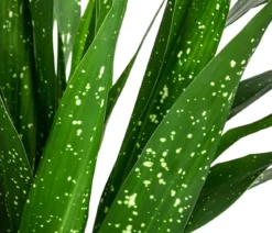 Schusterpalme - Aspidistra elatior 'Milky Way'