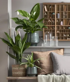Schusterpalme - Aspidistra elatior