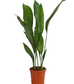 Schusterpalme - Aspidistra elatior