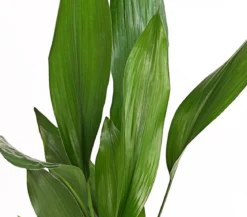Schusterpalme - Aspidistra elatior