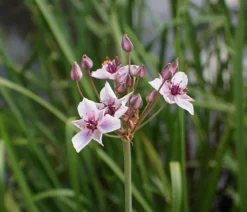 Schwanenblume