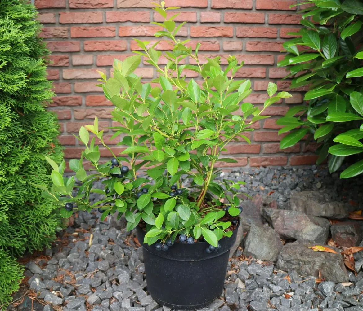 Schwarze Heidelbeere 'Black Pearl'