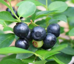 Schwarze Heidelbeere 'Black Pearl'